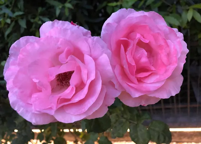 Pensjonat Casa Elisa Dimora Urbana Modena